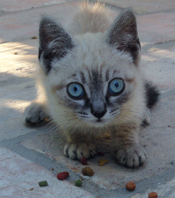 blueyes