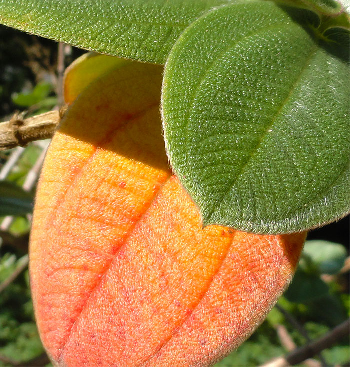fogliasecca