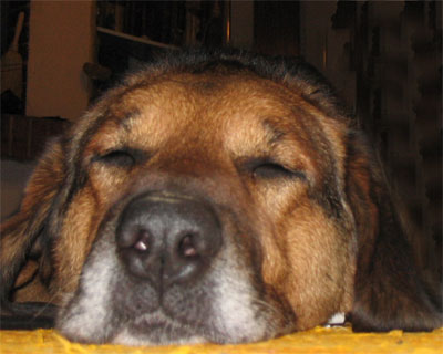 tobidorme