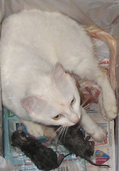 miciaparto