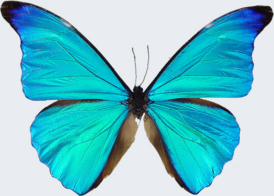 morpho